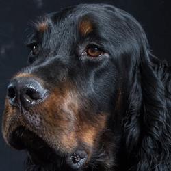 Setter Gordon Camusfearna
