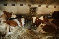 Latteria Borgo Paludo di Fagagna