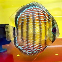 L'Acquario di Valerio Rizzo