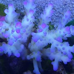 Acquarium-professional