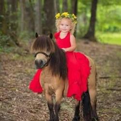 Moreno Pet Food Horses & Co.