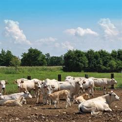 Azienda Agricola Giovannini