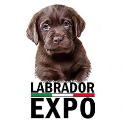 Allevamento Professionale Labrador Retriever EXPO