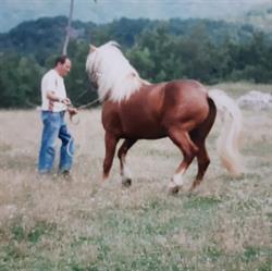 Haflinger Tomei