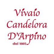 Vivaio Candelora - D'arpino
