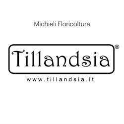 Tillandsia Michieli