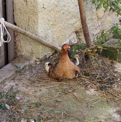 Azienda Agricola "Da Amanda"