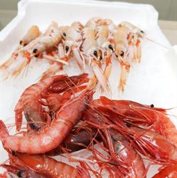 Le Delizie del Mare Putignano