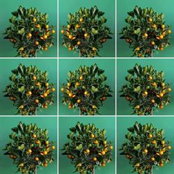 Citrus Plants di Valenti Domenico
