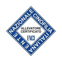 Allevamento della Ghirlandina Volpino Italiano