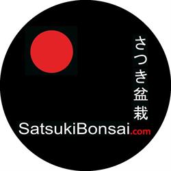 Satsuki Bonsai di Francesco Morra