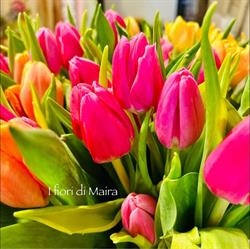 I fiori di Maira