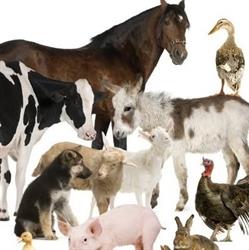 Labiolvet analisi veterinarie