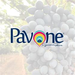 Pavone Srl
