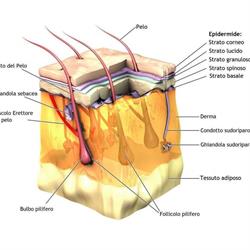 TricoNea