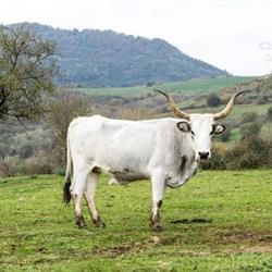 La Maremmana. Macelleria aziendale di Clara Carducci