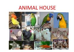 Animal HOUSE di De Simei Paola