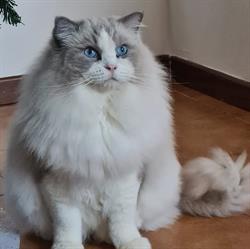 Corsaro Blu allevamento ragdoll