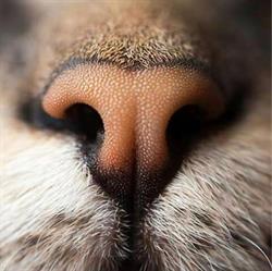 Ambulatorio Veterinario GANA