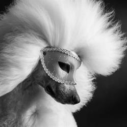 Melissa’s Styled Dog Sanremo