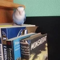 Furra e Books