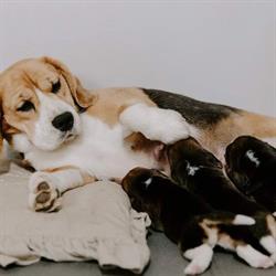 Castline's Beagle