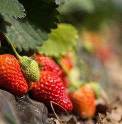 Azienda agricola Gasparini