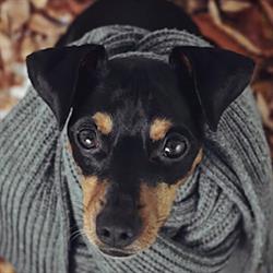 Pet Jolie by Vitakraft