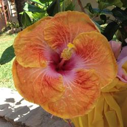 B&B Hibiscus, Sardegna E4315