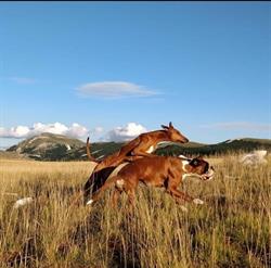 Vet Mobility Fisioterapia Veterinaria