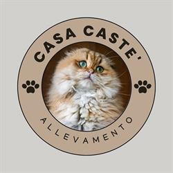 Allevamento Casa Casté scottish & highland fold