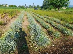 AZ Agricola IL GELSO