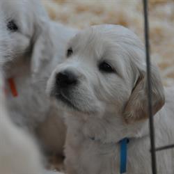 Howl Song Golden Retriever
