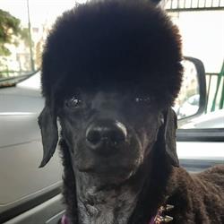 Diamond Coat