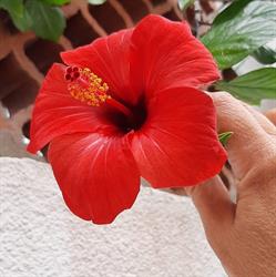 Saporé di Calasetta