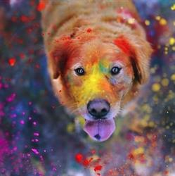 Lovely dog toelettatura
