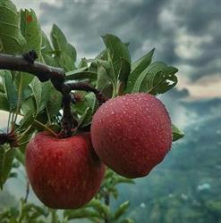 Sapori e profumi di Sicilia
