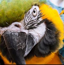 HOBBY ZOO