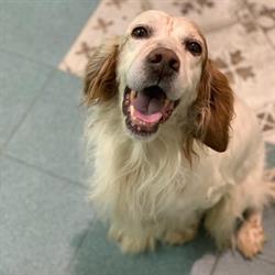 Igiene del cane e del gatto