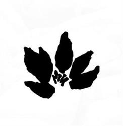 Aikido Renwakai Sarzana