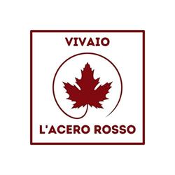 Vivai L'acero Rosso