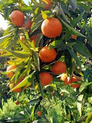 Azienda Agricola Aimola