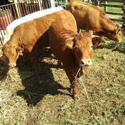 Azienda AgriBiologica Guancini Massimo