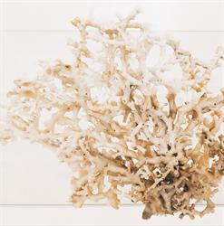 Museo Civico del Corallo Bianco Leukos