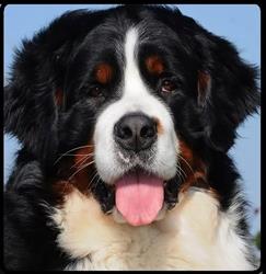 Veio Park Breeding - Allevamento Bovaro del Bernese & Setter Irlandese