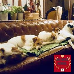 My Jacks kennel Allevamento jack russell terrier riconosciuto ENCI e FCI