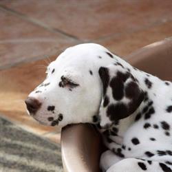 United Spots - Allevamento Dalmata