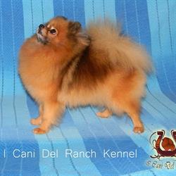 I Cani Del Ranch