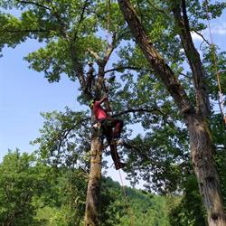 Tree Climbing Andrea Carboni