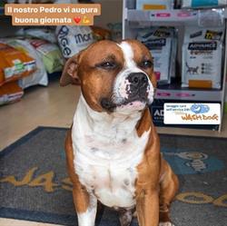 DogMotics Tuscolana